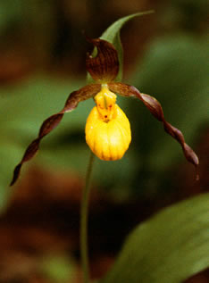 Cypripedium s0047